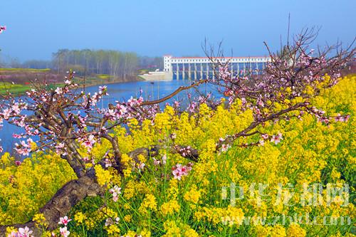 又是一年桃花開