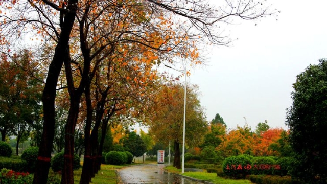 詩情畫意！秋冬之交一場雨 別樣周口落葉美