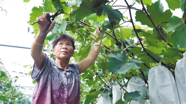 許村有個(gè)“扶貧葡萄園”