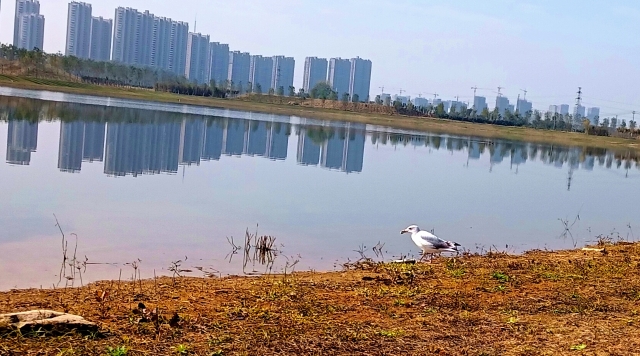 打造水生態(tài)城市，讓周口更宜居