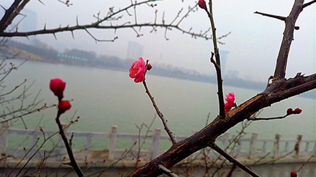 周口公園：雨后梅花更嬌艷