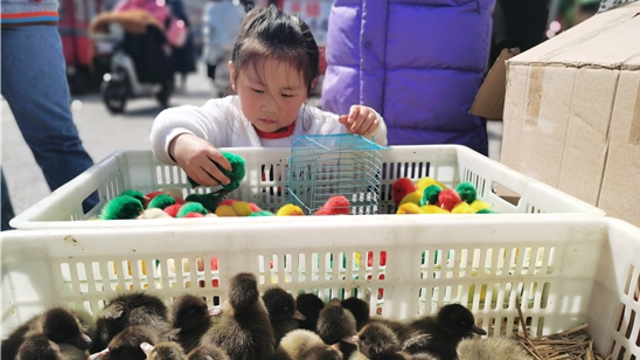 街頭彩色小雞熱賣